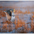 Art Prints of Short-eared Owl