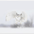 Art Prints of Snowy Owl taking flight