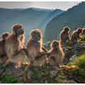 Art Prints of Geladas on the edge