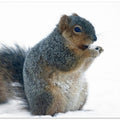 Art Prints of Squirrel