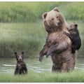 Art Prints of Momma Bear and Her Cubs
