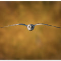Art Prints of Short-Eared Owl