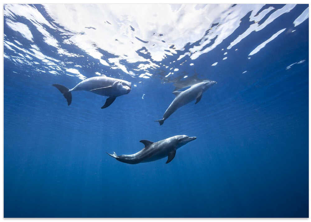 Bottlenose dolphin from Indian océan