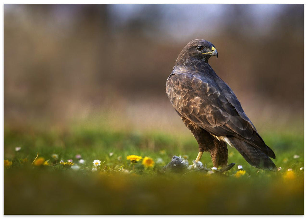 Art Prints of It's spring time