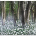 Wild garlic forest