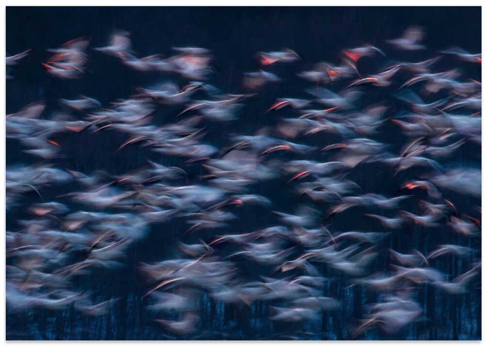 Snow Geese Migration