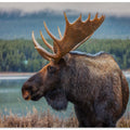 Art Prints of Moose