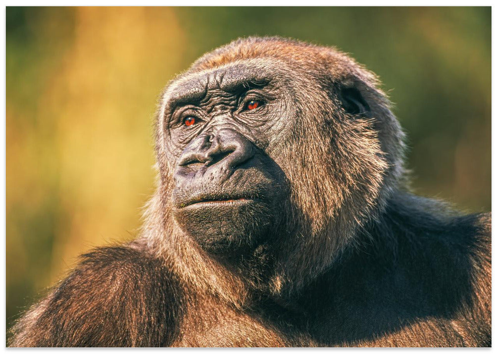 Art Prints of Intelligence in the eyes