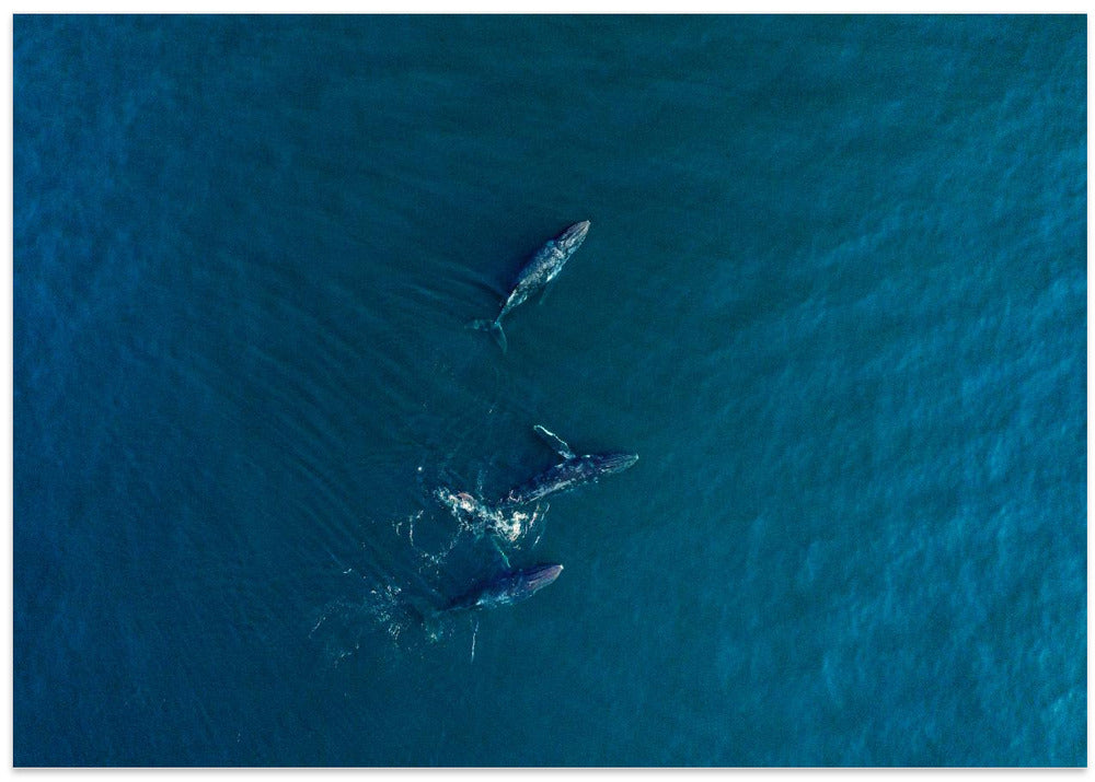 Arabian Humpback Whale