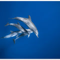Art Prints of Bottlenose dolphin family