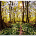 Spring in the beech forest
