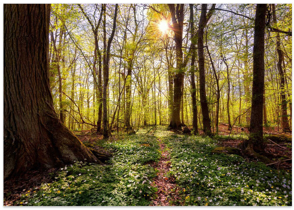 Spring in the beech forest