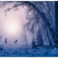 Art Prints of The shadow of deer in the morning fog