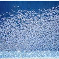 Snow Geese Migration