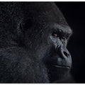 Art Prints of gorilla gaze