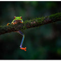 Climbing frog