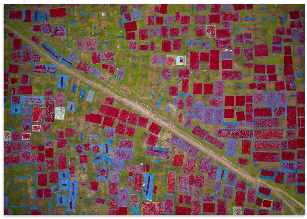 Largest red chilli field