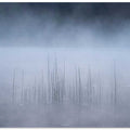 Reed and fog