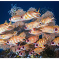 Yellow-tipped squirrefish