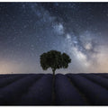 Tree and Milky Way
