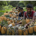 Carrying Pineapple on bicycle