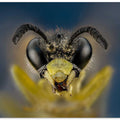 Wasp