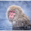 Art Prints of Snow Monkey