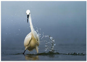 Art Prints of Splash