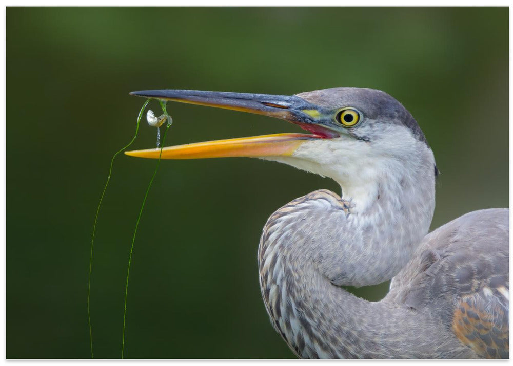 Art Prints of Snack Time