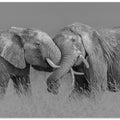 Art Prints of Elephant Flight