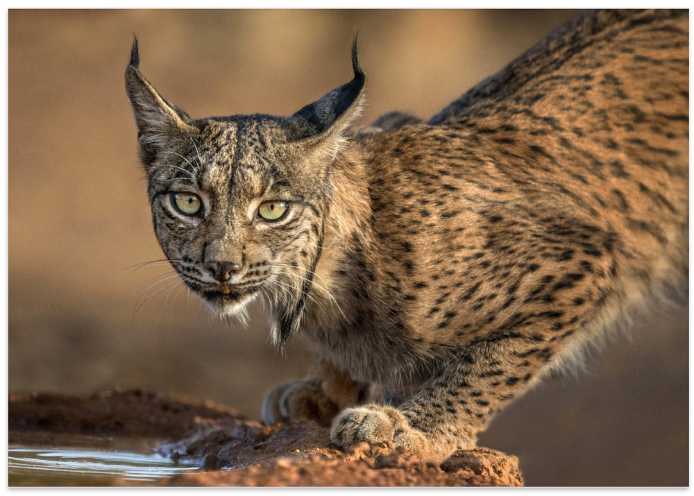 Art Prints of Wild Iberian Lynx
