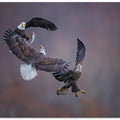 Art Prints of Eagle family