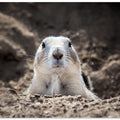 Art Prints of Prairie Dog