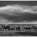 Art Prints of Elephant migration