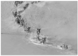 Art Prints of Crossing river ( wildbeest )