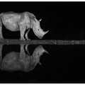 Art Prints of Rhino at night