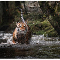 Art Prints of Big cat in creek