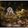 Art Prints of Long eared owl