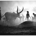 Art Prints of Mundari cattle camp