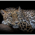 Art Prints of Leopard resting