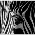 Art Prints of Abstract Zebra