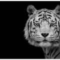 Art Prints of Bengal White Tiger