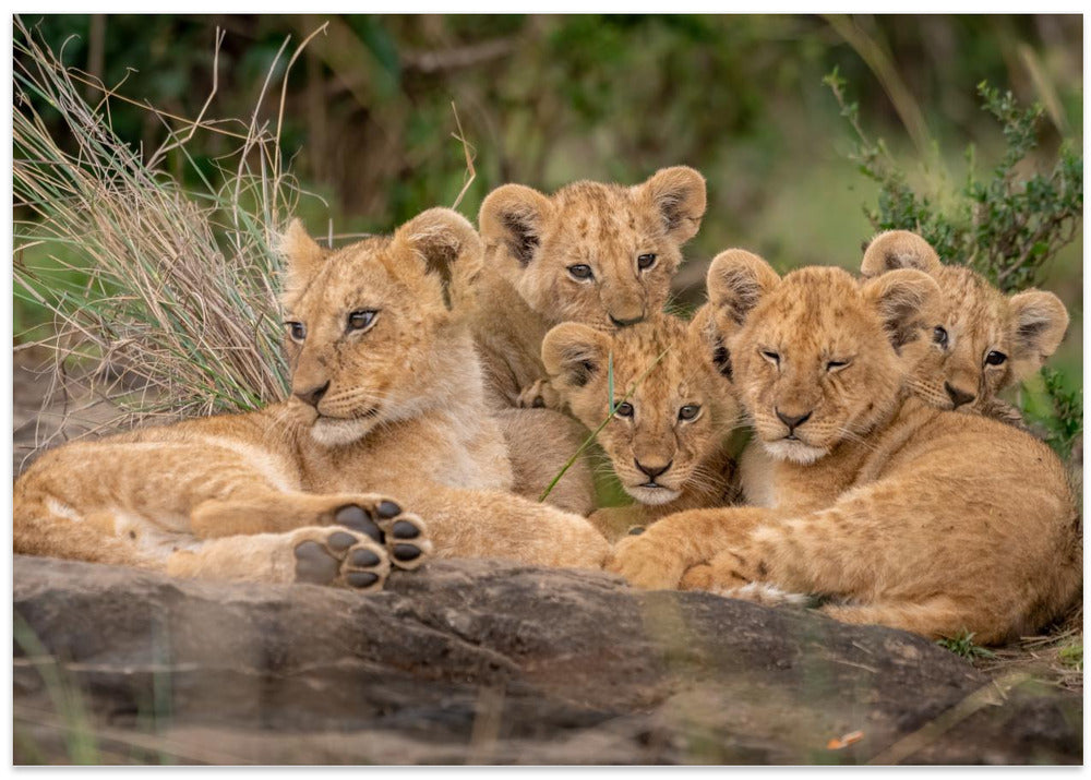 Art Prints of Cute Lion Cubs
