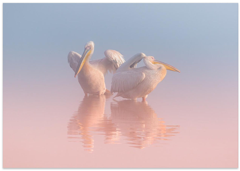 Two Pelicans