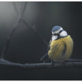 Art Prints of Blue Tit
