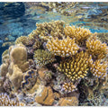 Reef of Mayotte