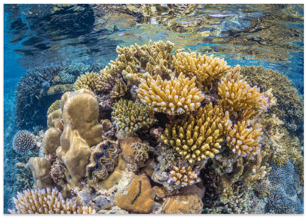 Reef of Mayotte