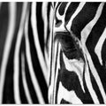 Art Prints of Zebra Maze
