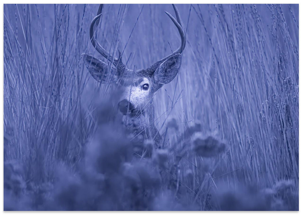 Art Prints of winter night