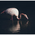 Art Prints of Enlighted flamingo